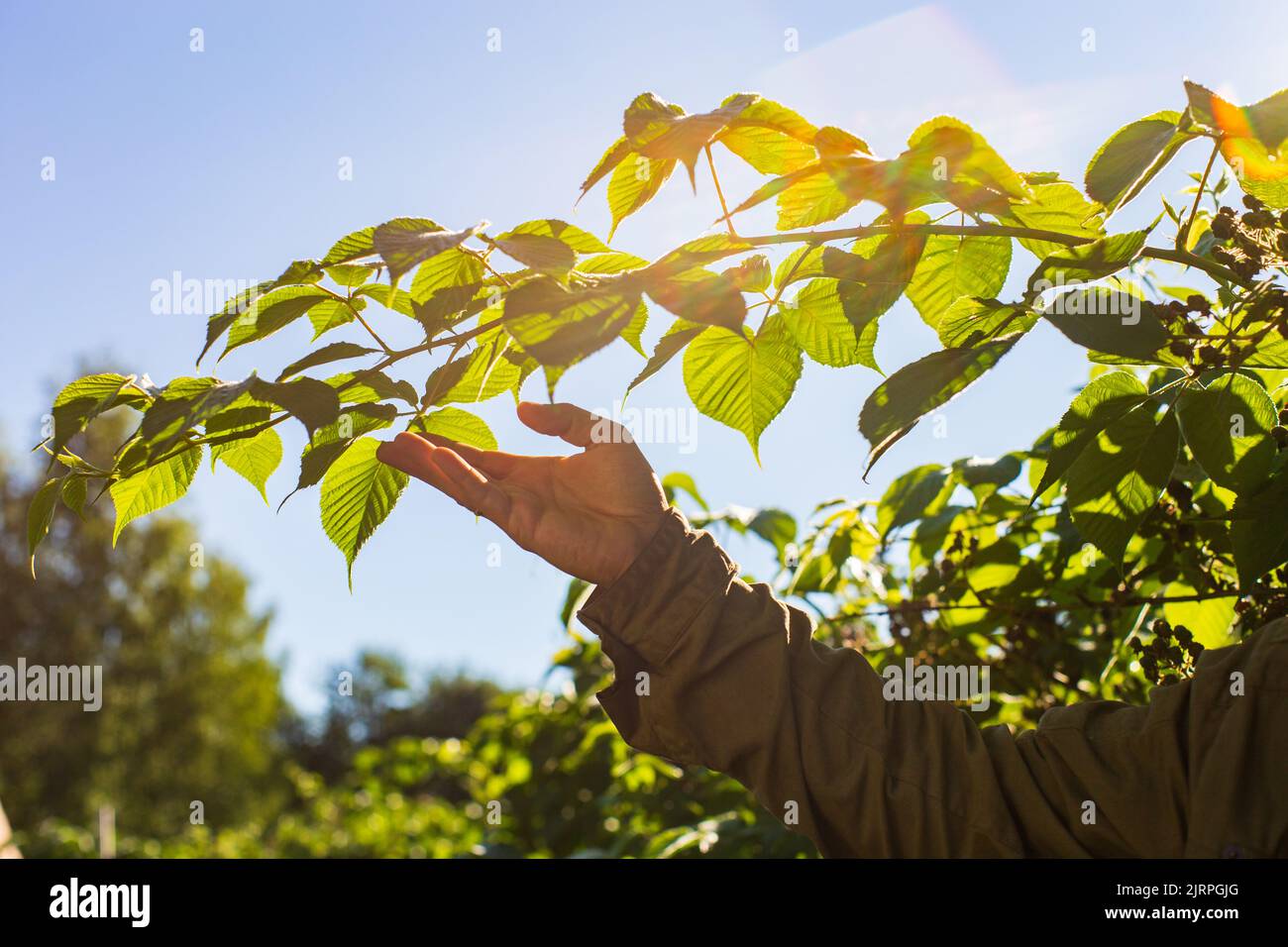 A man's hand touches a tree branch with foliage. Caring for the ...