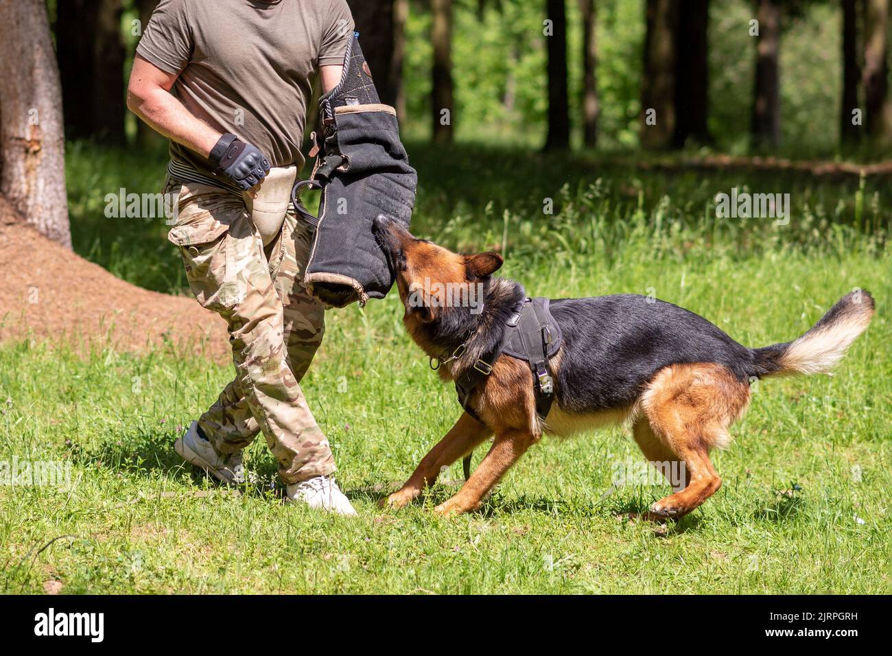 German shepherd aggression best sale training