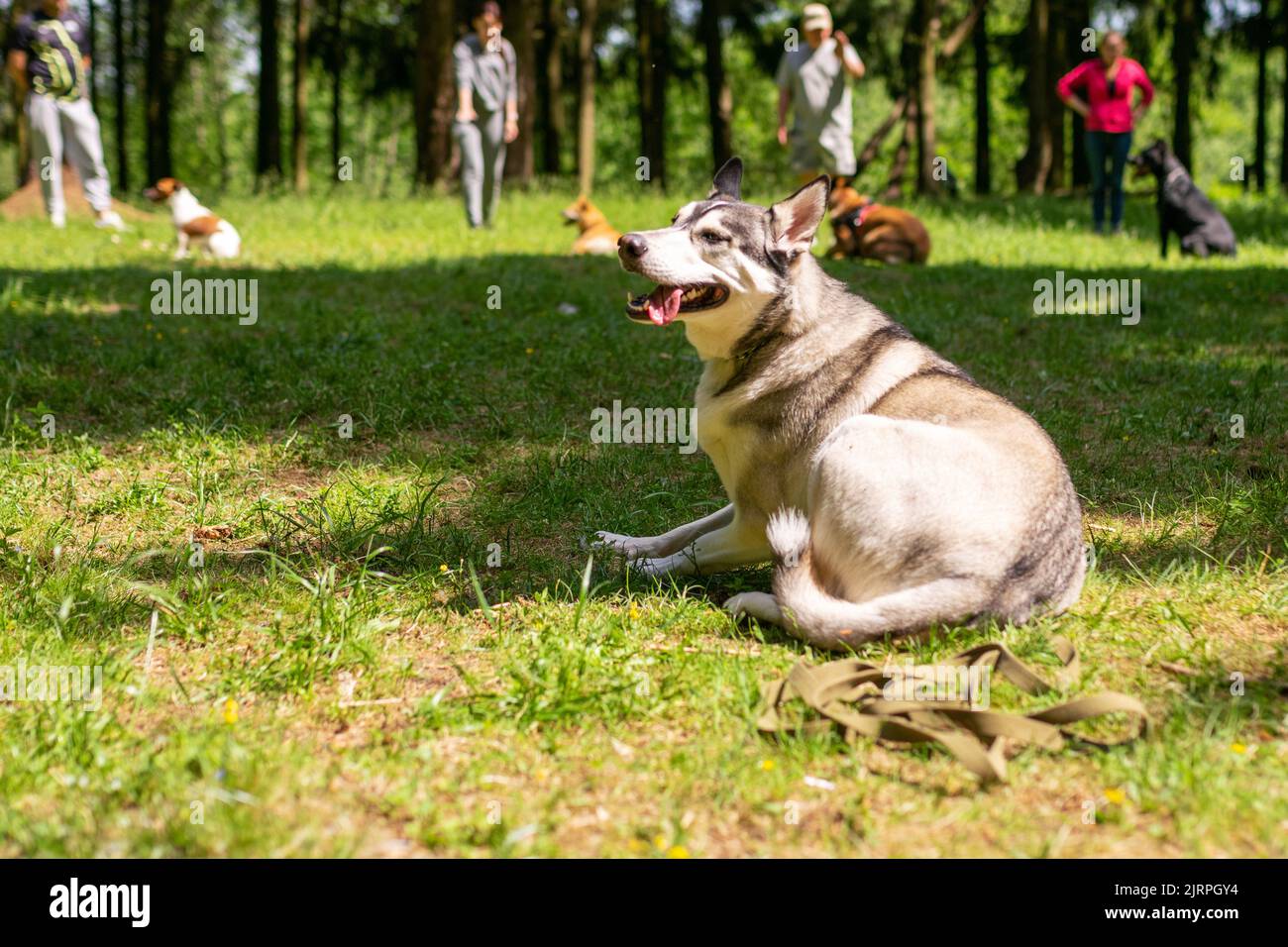 Young man walking husky in hi-res stock photography and images - Alamy