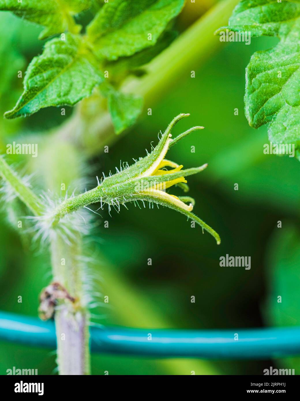 A single tomato bloom, Solanum lycopersicum, growing on a tomato plant. Wichita, Kansas, USA. Stock Photo