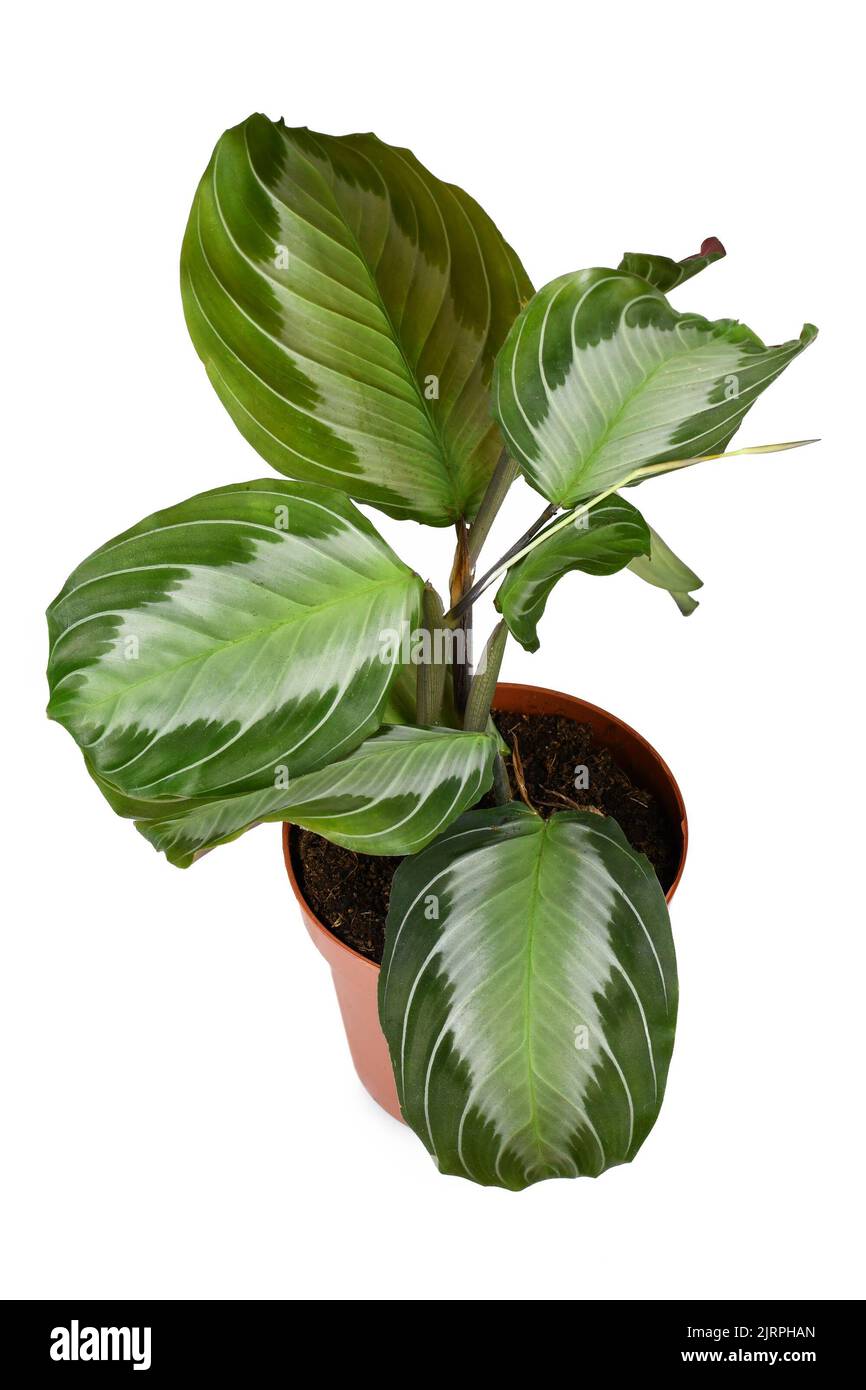 Exotic 'Maranta Leuconeura Silver Band' houseplant in flower pot on white background Stock Photo
