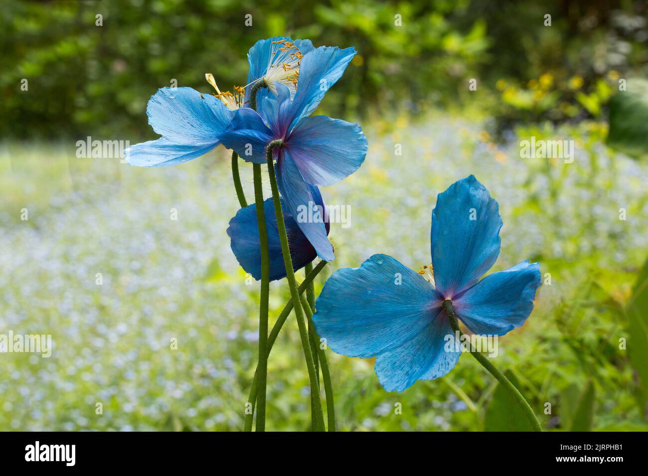 Blue himalayan poppies hi-res stock photography and images - Alamy