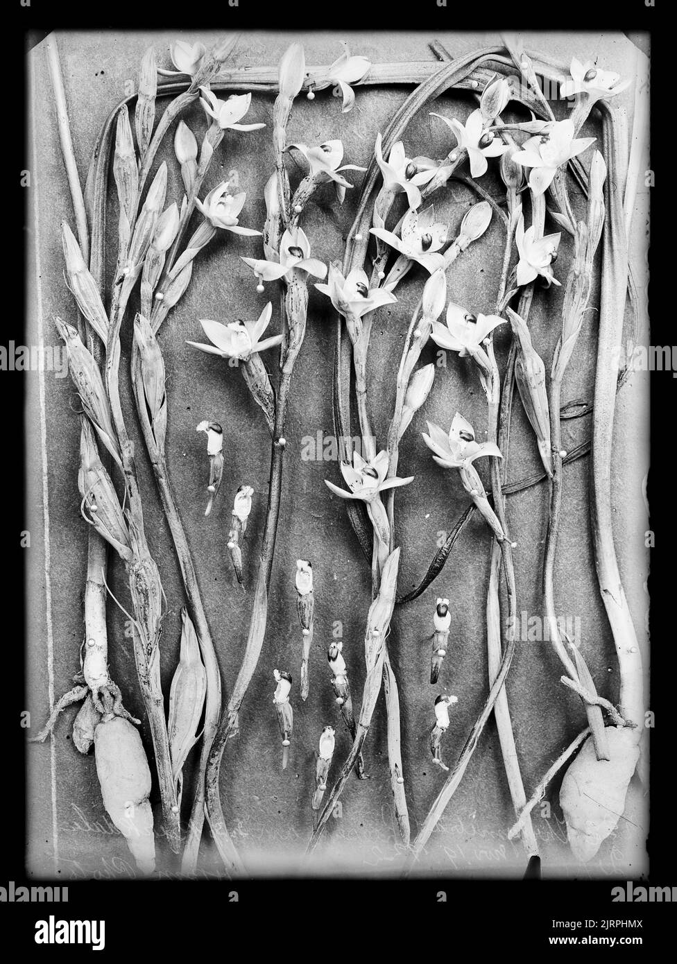 Thelymitra cheesemanii, 19 November 1922, New Zealand, by Henry Matthews. Stock Photo