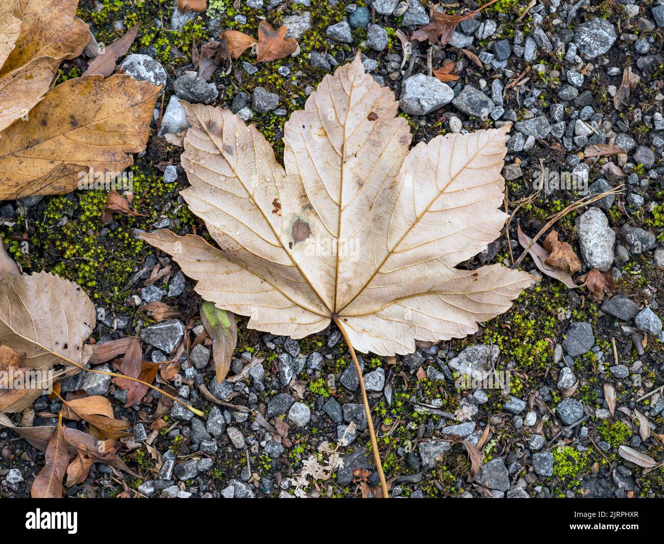 Fallen maple leaf on a gravel path in autumn Stock Photo