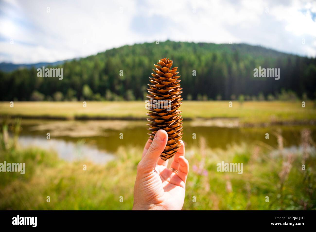 Caucasian hand holding a spruce pine cone in a natural mountain landscape on a sunny day. Pian di Gembro natural park, Valtellina, Italy. Stock Photo