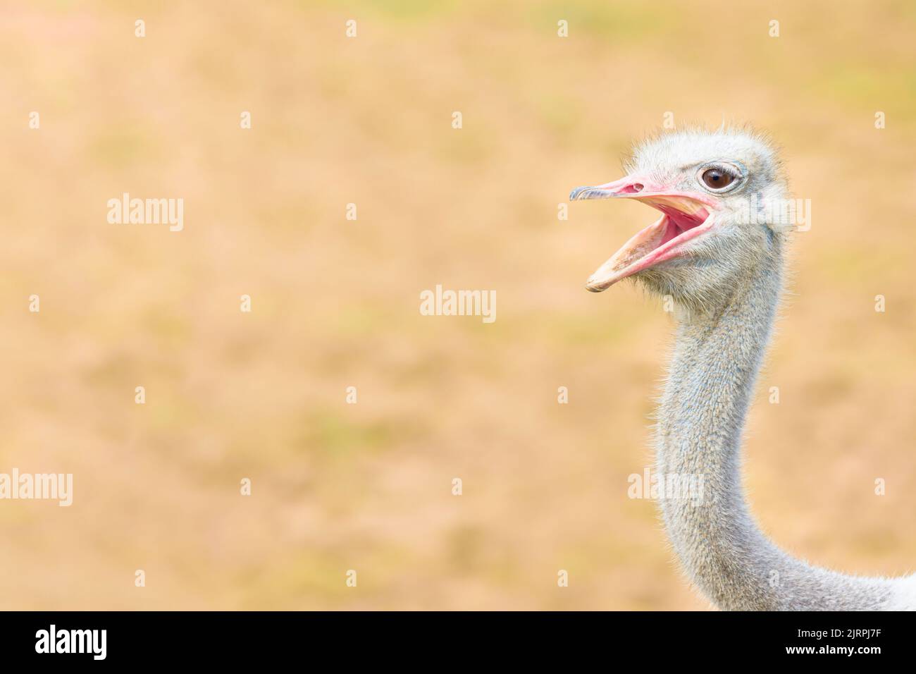 Close up of funny ostrich head and neck with open beak, looking at camera with  laughing or smiling expression. Stock Photo