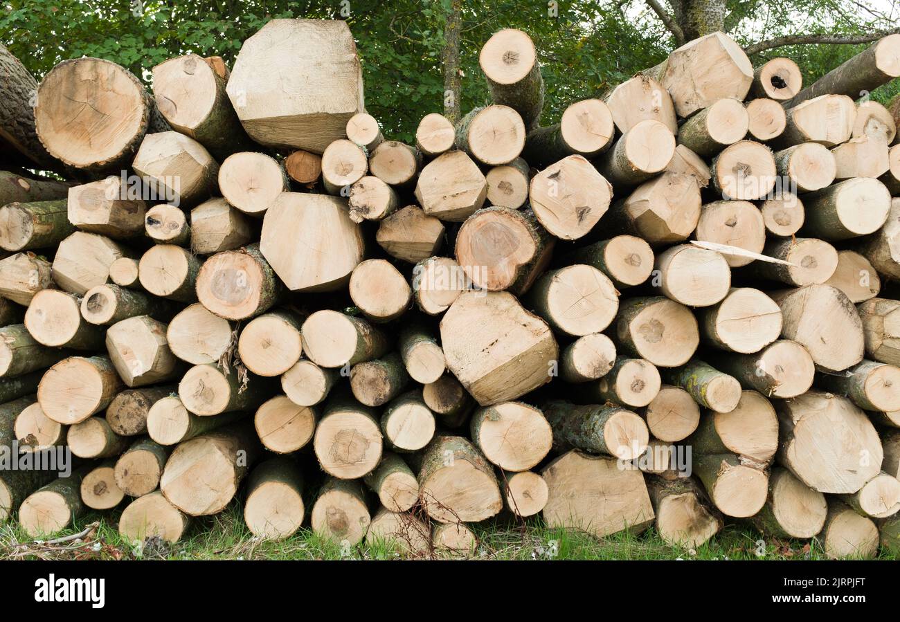 Logging for firewood. Log pile in UK woodland, stacked ready to use for biomass fuel Stock Photo