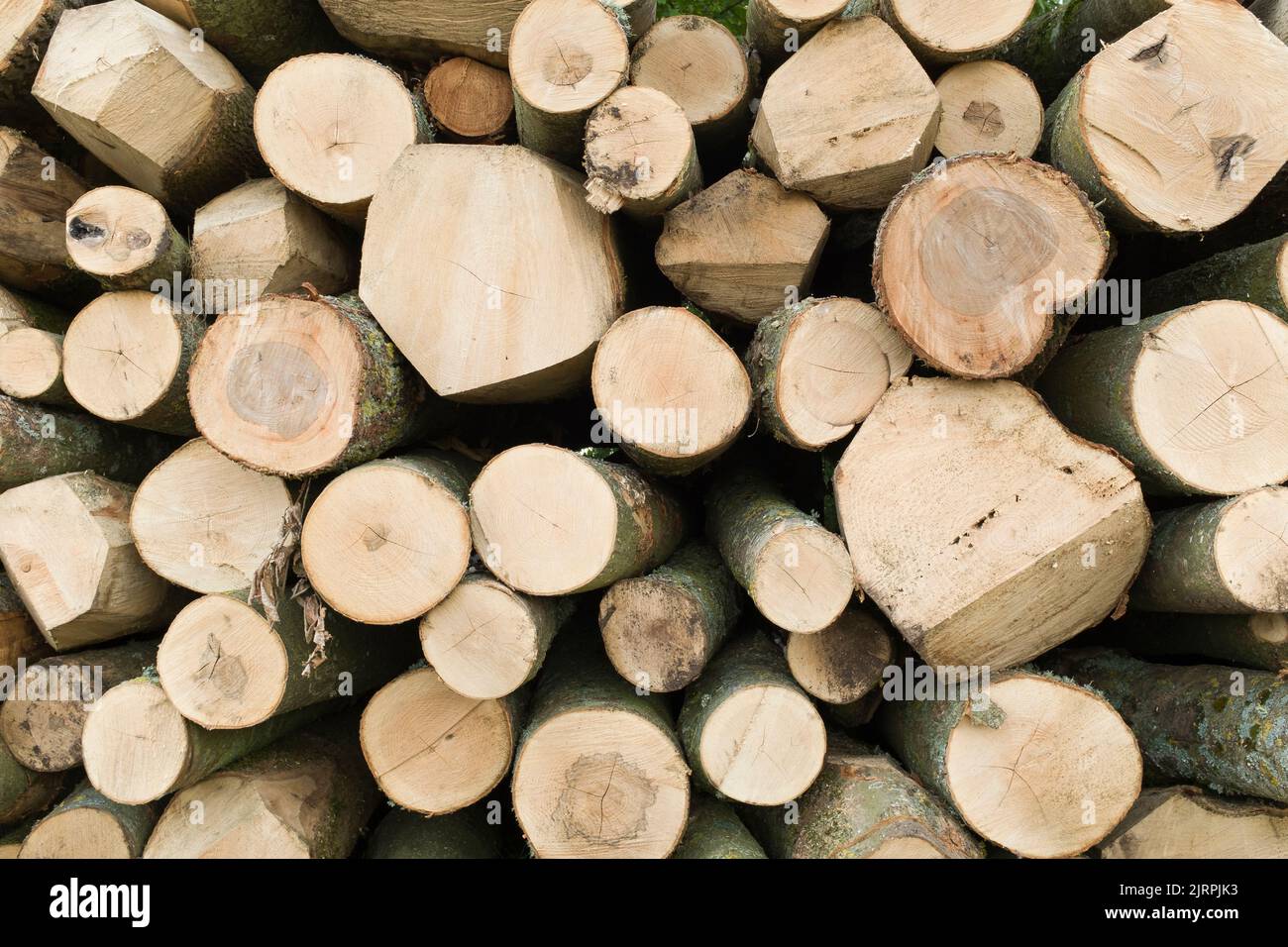 Logs stacked in a pile in a forest or garden setting. UK tree felling Stock Photo