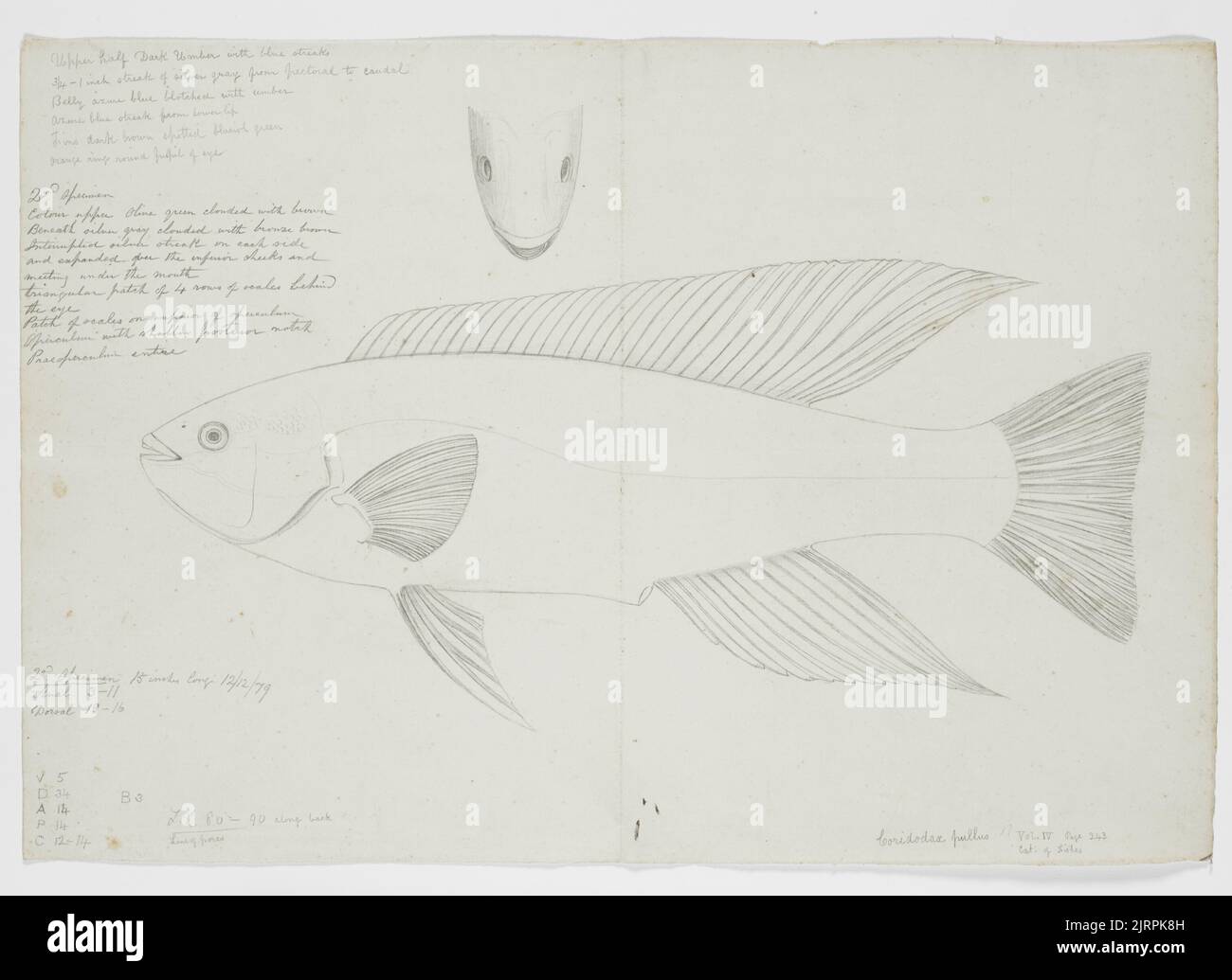 Hockey: Falcons face reigning CCHA champs in Mankato – BG Falcon Media, image size:1300x1035