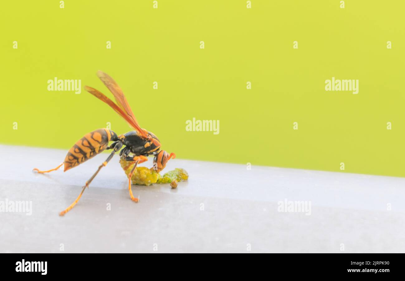 Large hornet eats caterpillar against green background Stock Photo