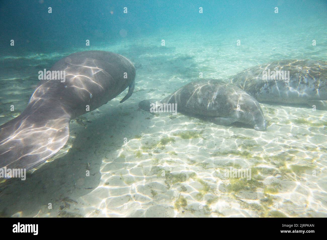 Manatees sleeping underwater in Three Sisters Spring in Crystal River