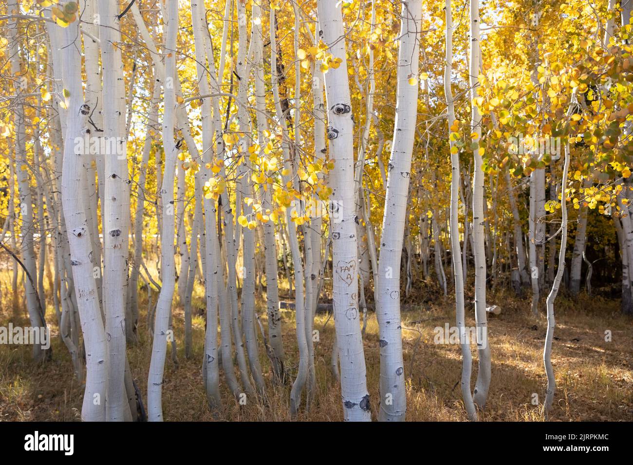 Yellow Spruce Trees with graffiti at Duck Creek Village in Utah Stock ...