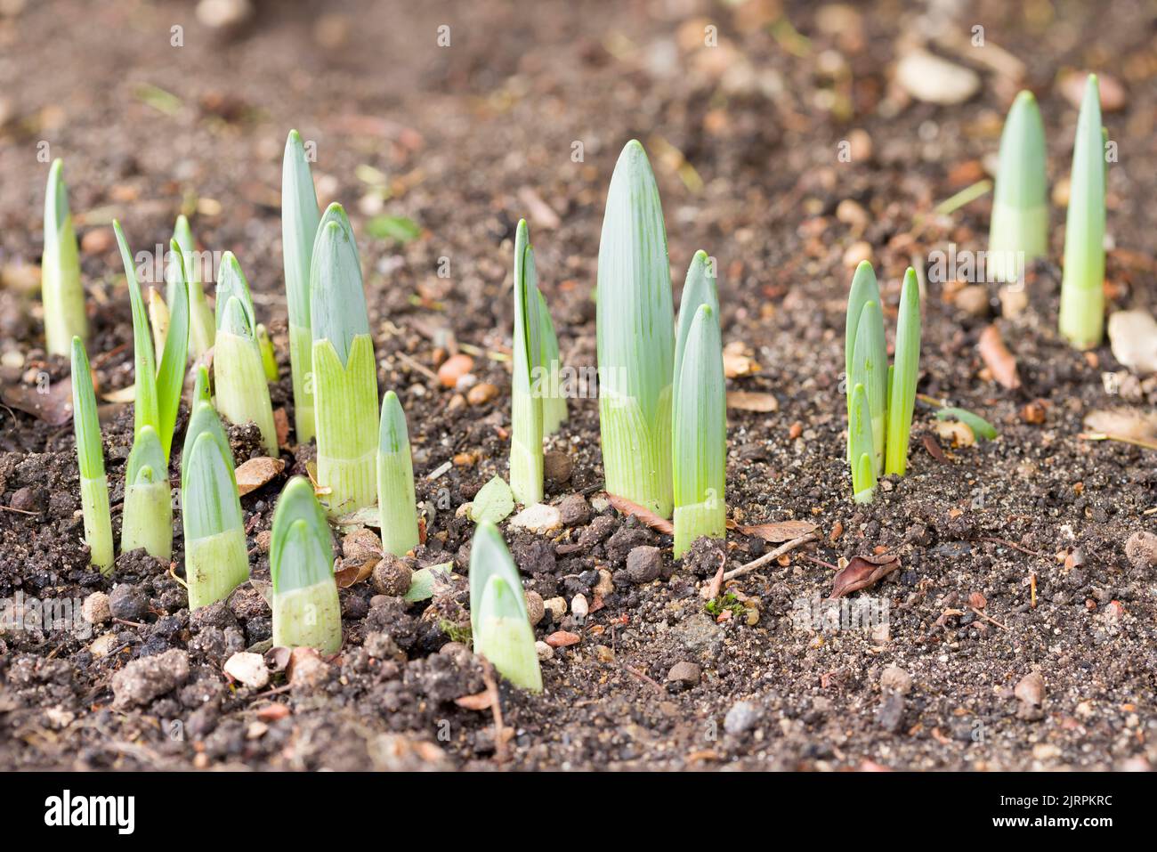 Daffodil shoots emerging from soil in January in a UK garden flowerbed Stock Photo