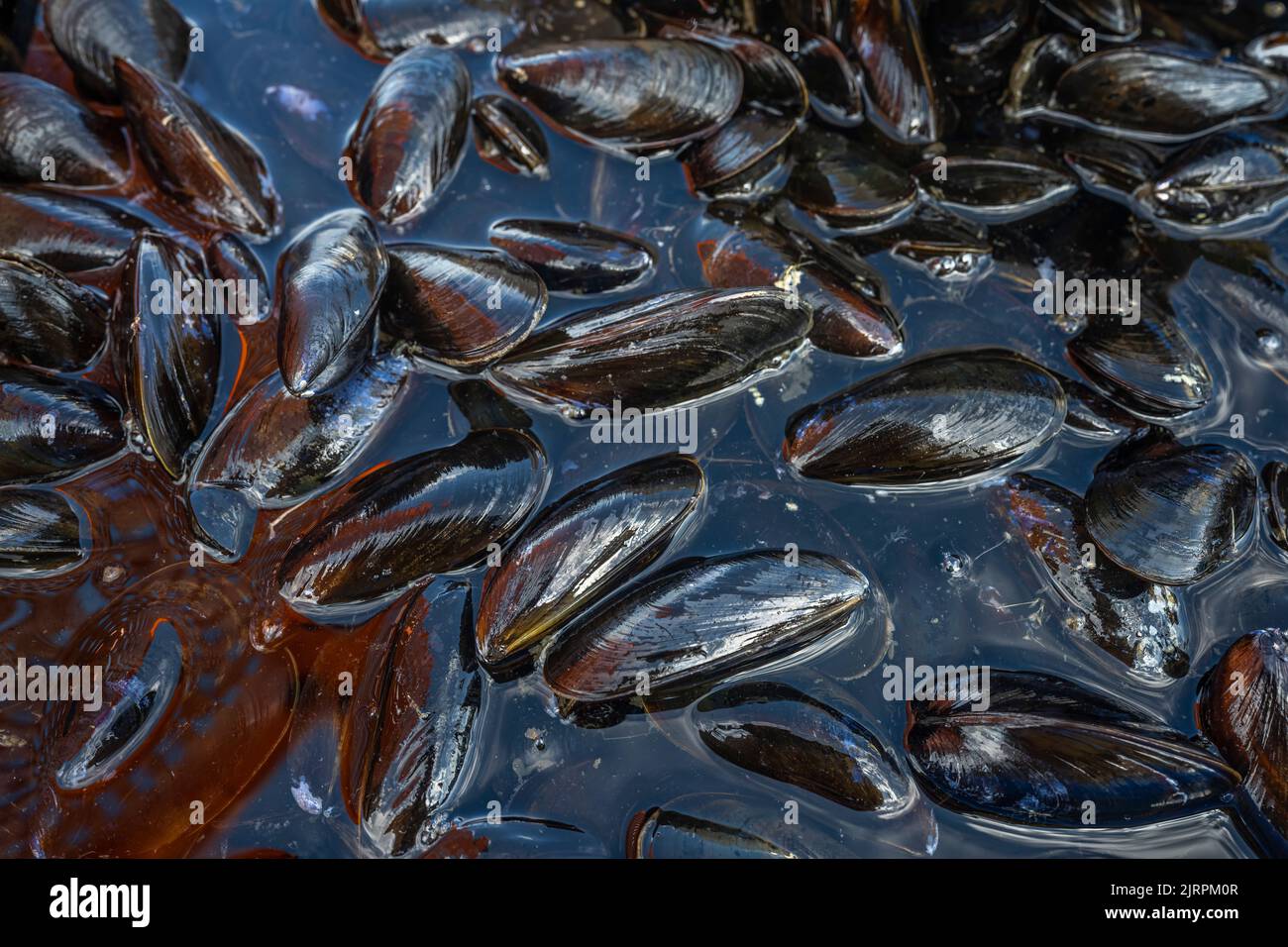 Mussel Harvesting, Bar Harbor, Maine Stock Photo Alamy