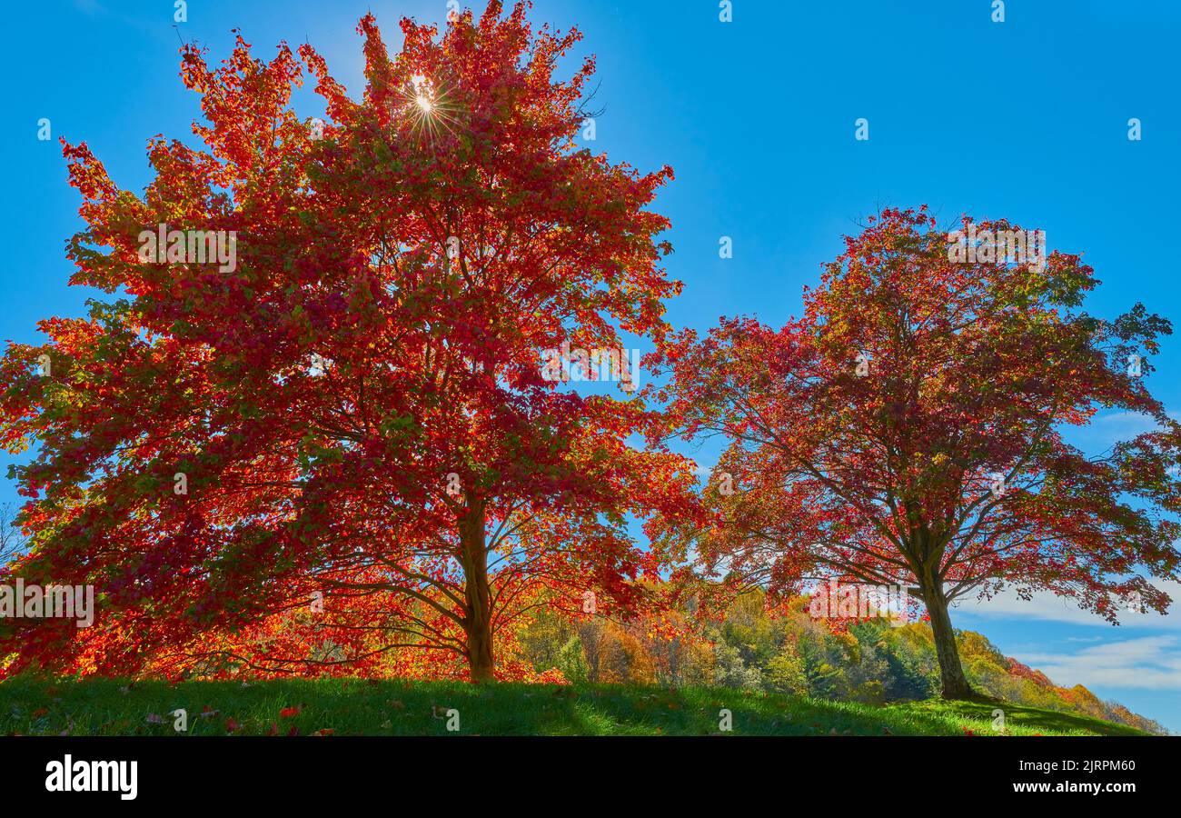 Gorgeous day with sparkling sun light through colorful autumn tree Stock Photo