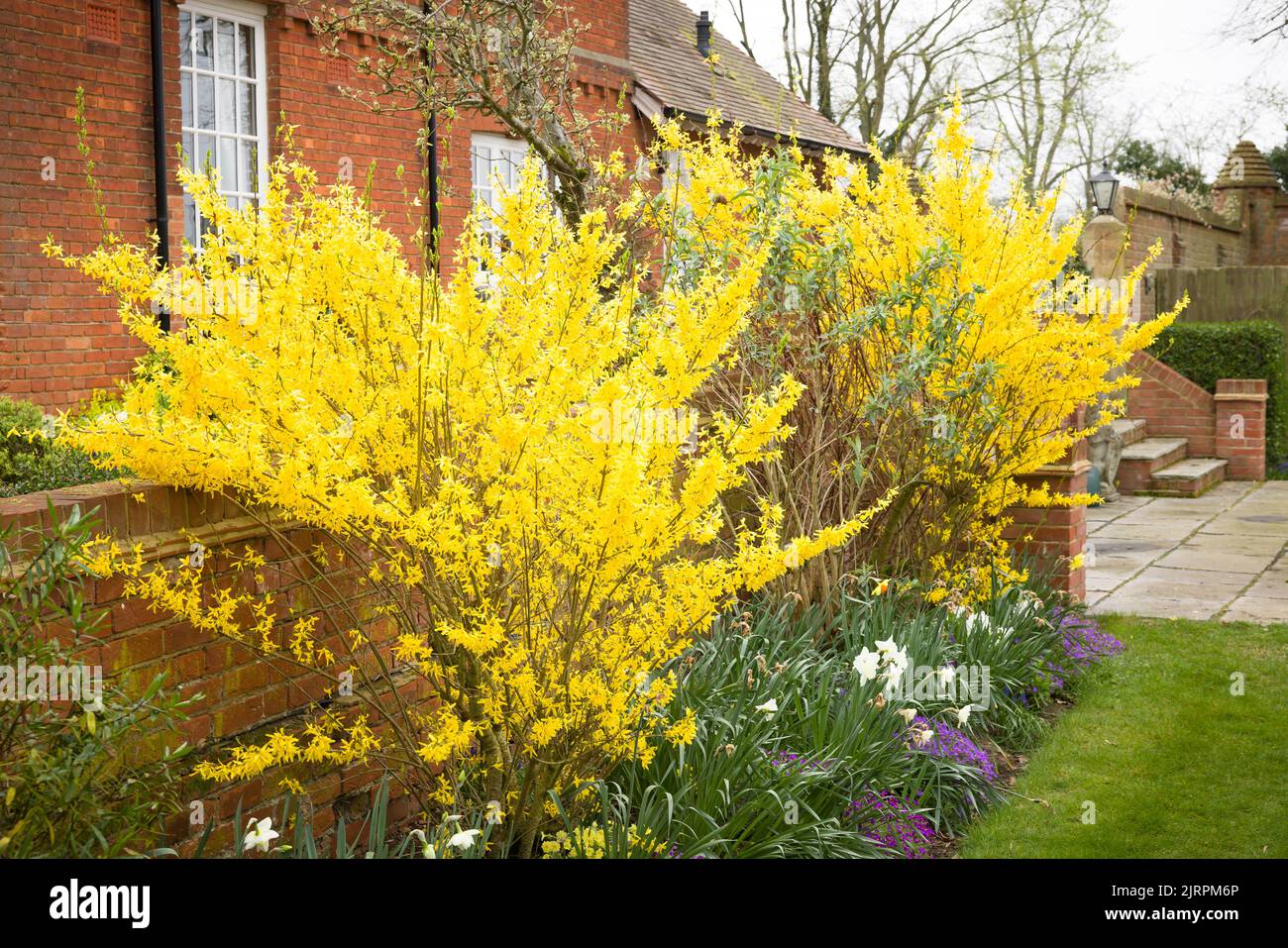 Forsythia x intermedia goldrush, forsythia flowers in a UK garden in spring Stock Photo