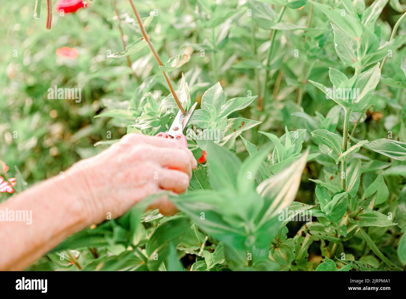 Picking wild flowers in the summer Stock Photo Alamy