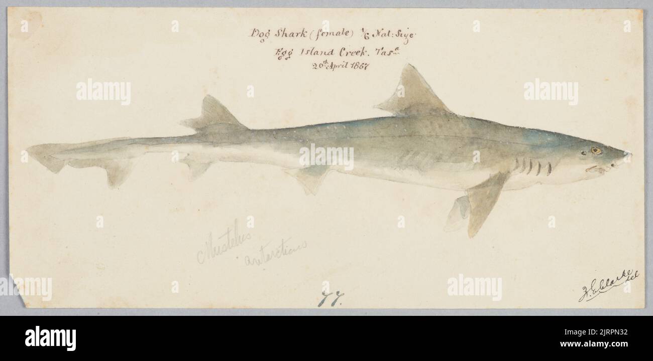 Mustelus antarcticus (Tas) : Dogfish, 1867, Tasmania, by Frank Edward Clarke. Stock Photo