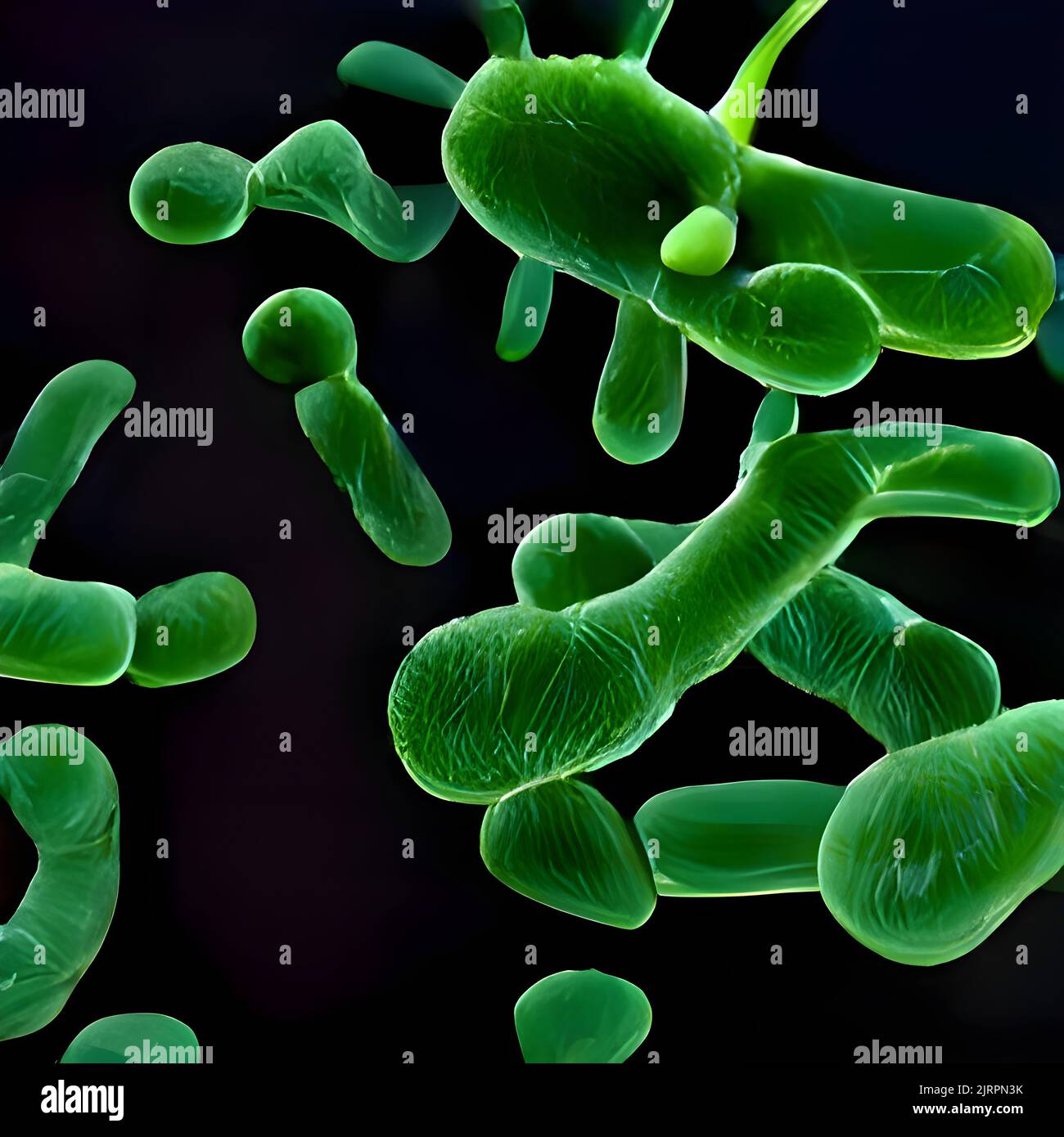 Bacteria Lactobacillus, 3D illustration. lactic acid bacteria Stock
