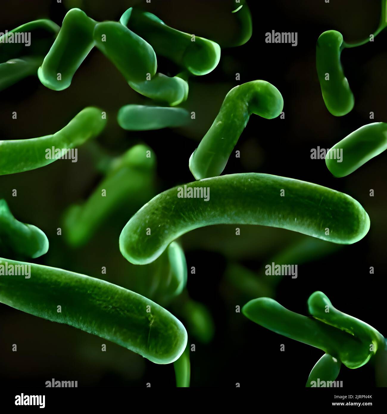 Bacteria Lactobacillus, 3D illustration. lactic acid bacteria Stock Photo Alamy