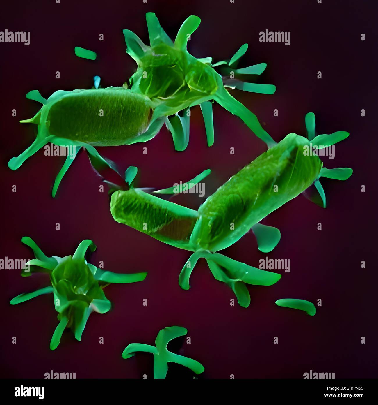 Bacteria Lactobacillus, 3D illustration. lactic acid bacteria Stock