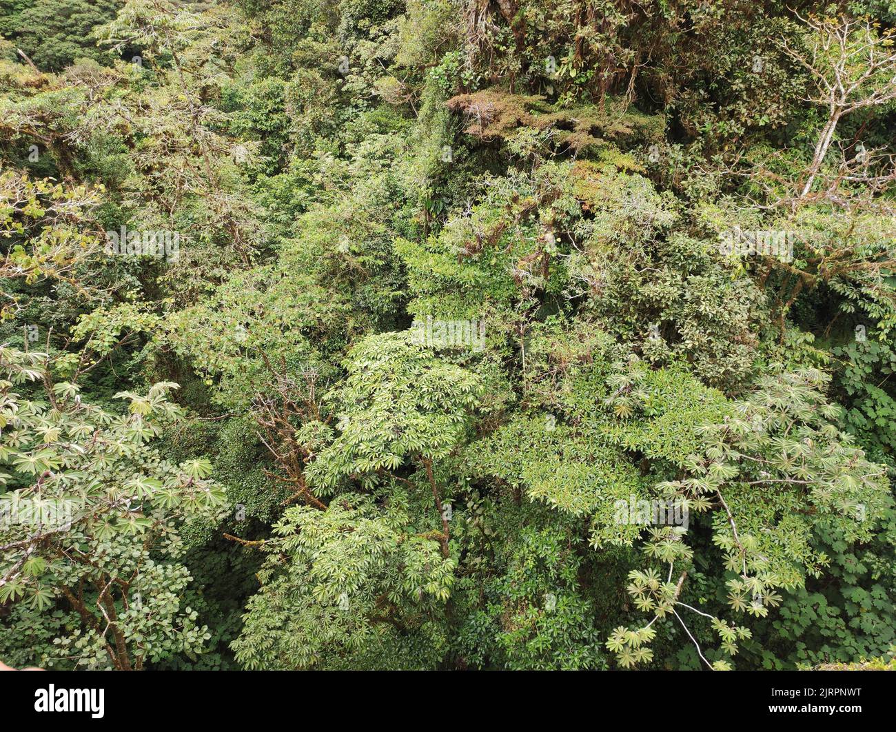 Birds eye canopy view hi-res stock photography and images - Alamy