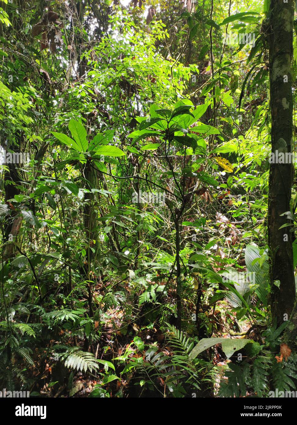 View of the understory of a tropical rainforest in Costa Rica Stock ...
