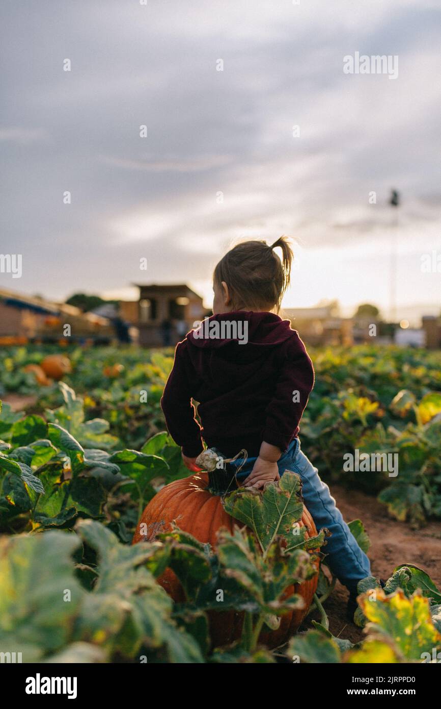 Toddler girl sitting on a pumpkin in a pumpkin patch in the fall Stock ...