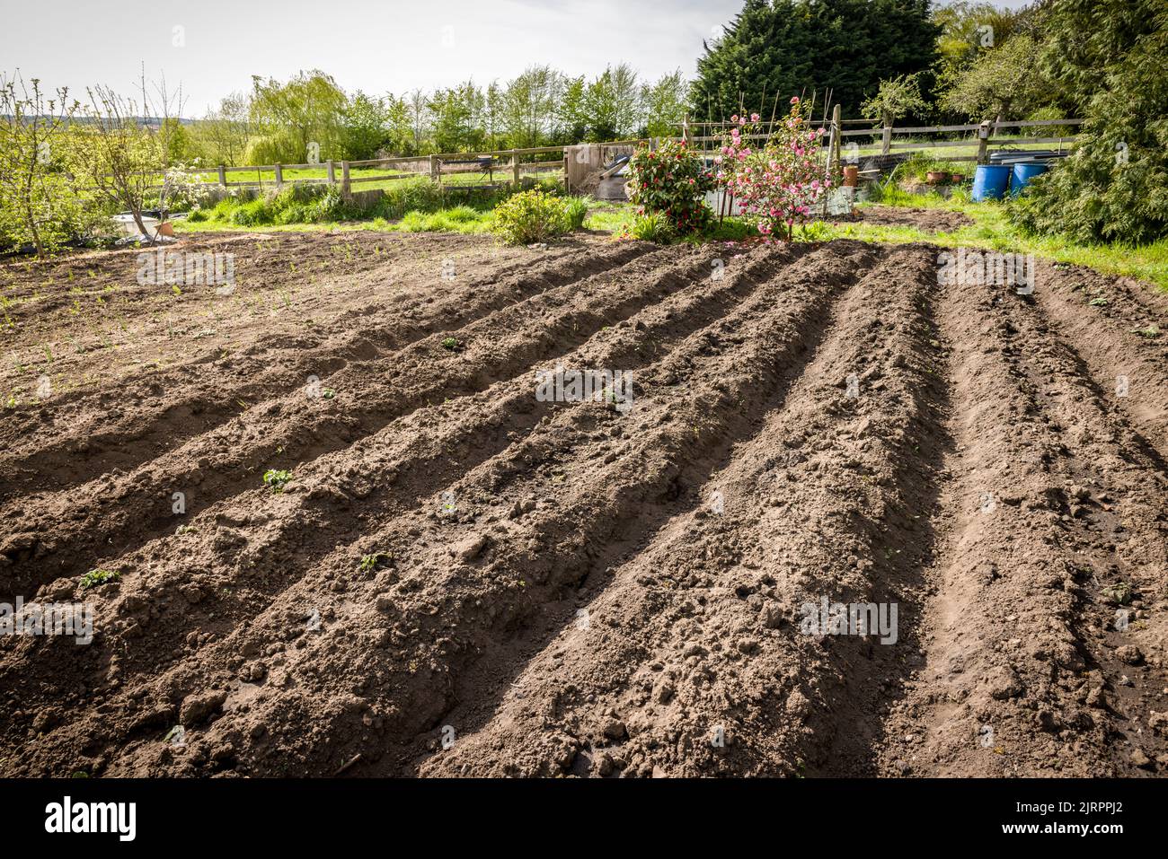 Digging allotments in winter. Preparing empty beds in an allotment garden, UK Stock Photo