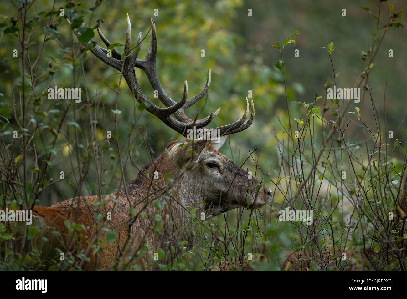 Red deer hiding in bush in autumn wilderness in close up Stock Photo