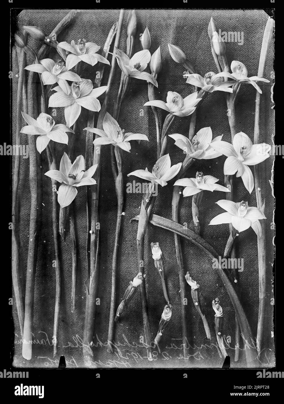 Thelymitra pachyphylla [now named Thelymitra pulchella], 28 December 1921, New Zealand, by Henry Matthews. Stock Photo