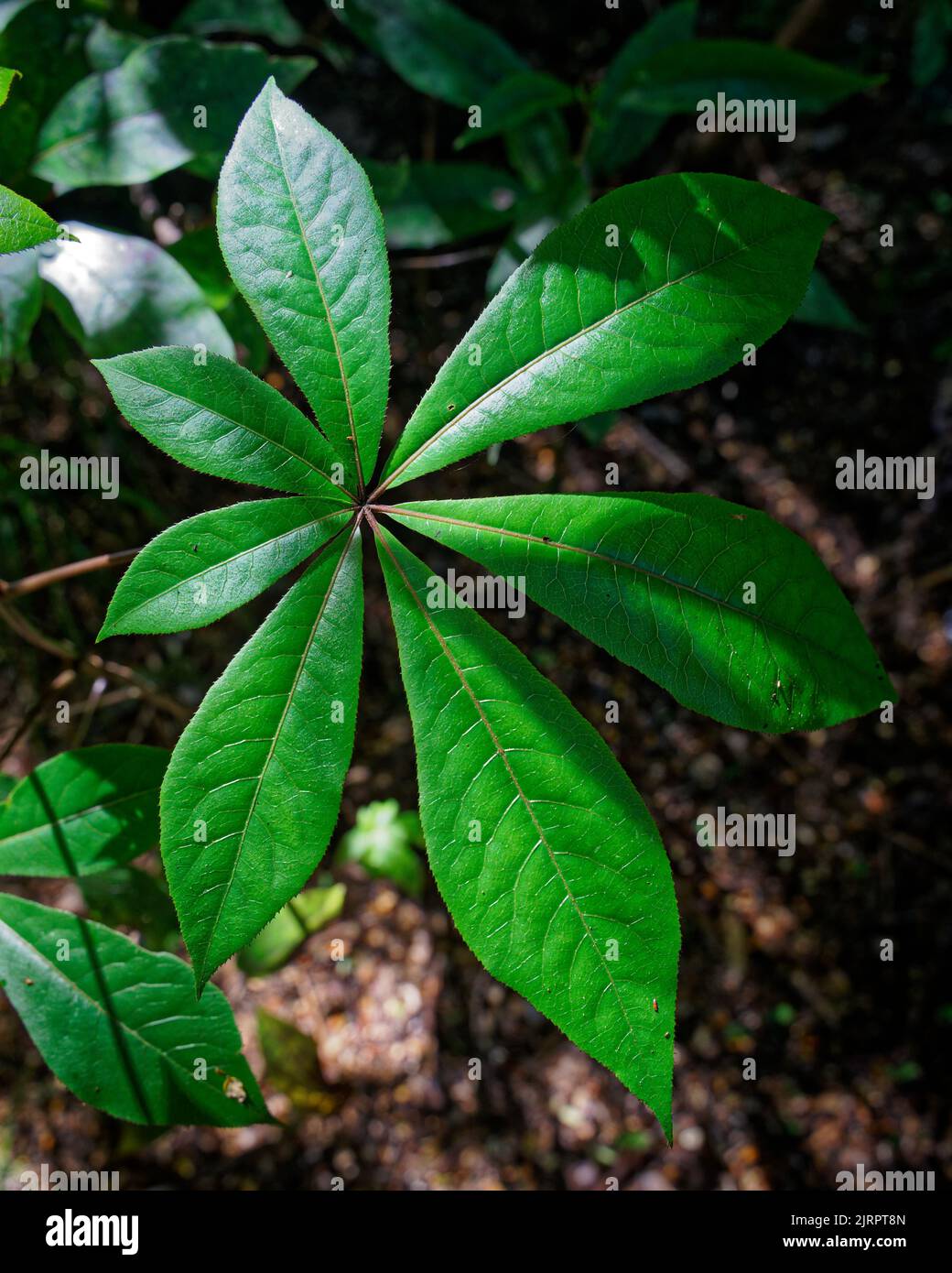 Plants With Leaves For Your Yard And Household 55 OFF Plants With Leaves For Your Yard And Household 55 OFF
