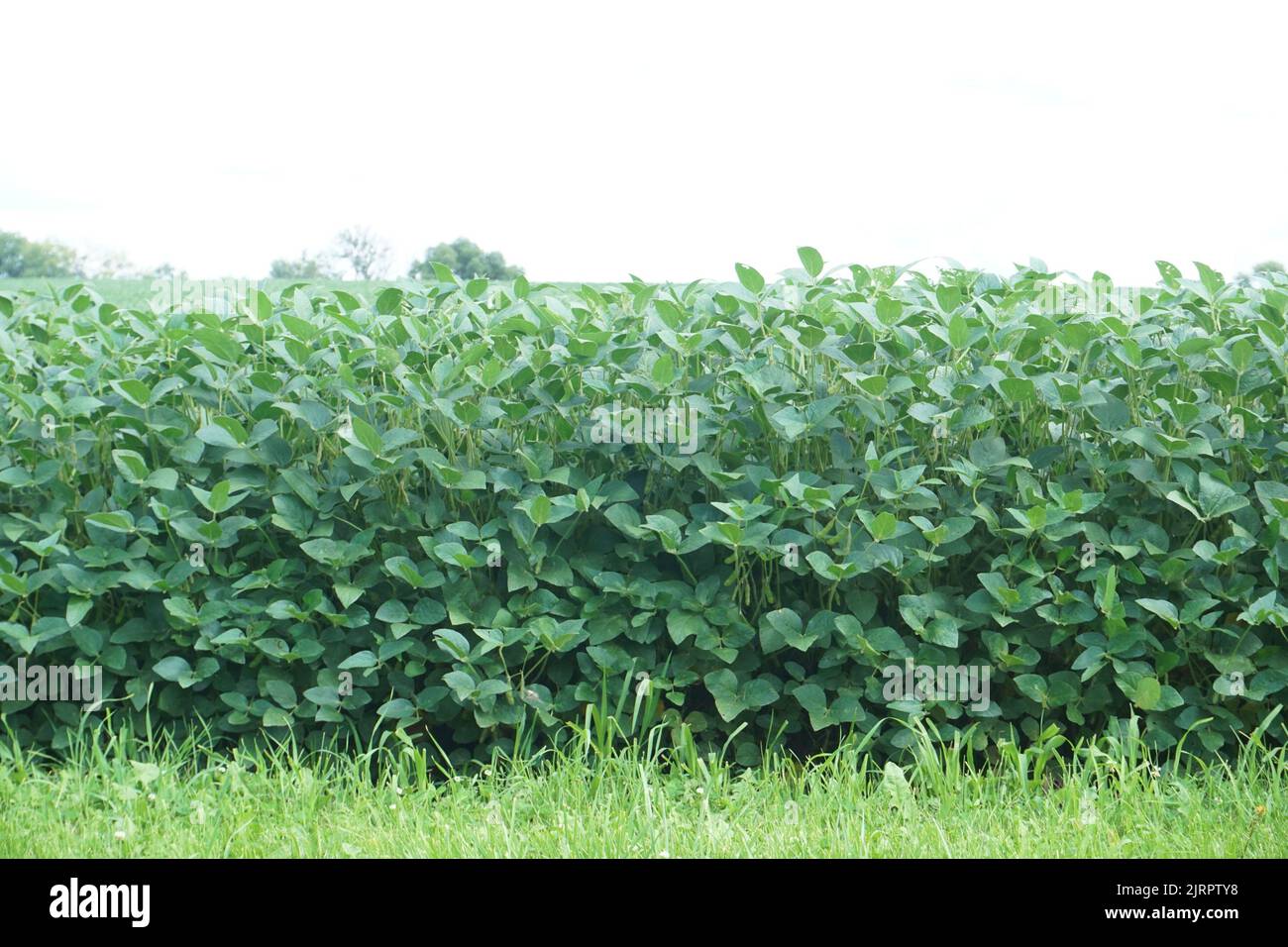 Farm fields off the Wild Goose State Trail in Clyman Wisconsin Stock