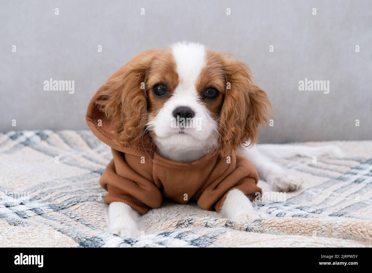 Closeup portrait of a cute puppy wearing a brown hoodie. Autumn and
