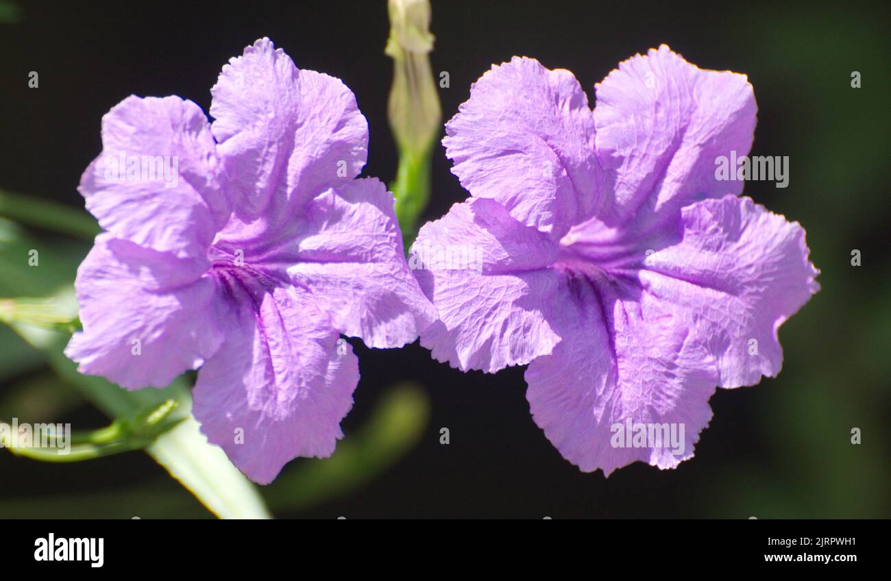 A closeup view of violet Ruellia simplex flowers Stock Photo
