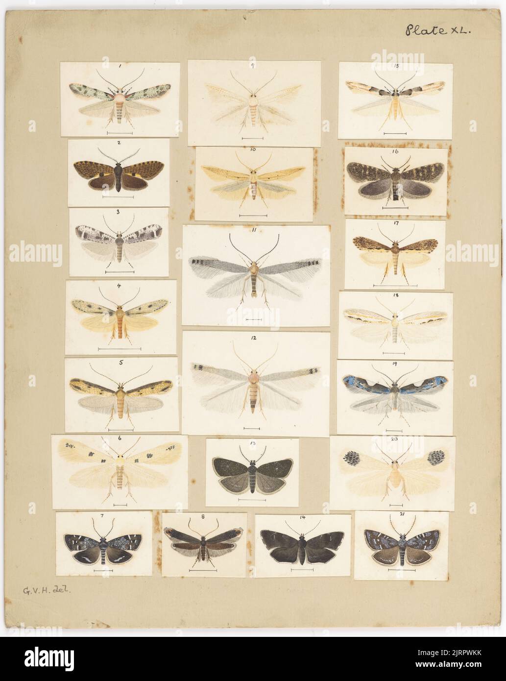 George Hudson Rhs Plate XL. The butterflies and moths of New Zealand., circa 1927, by ...