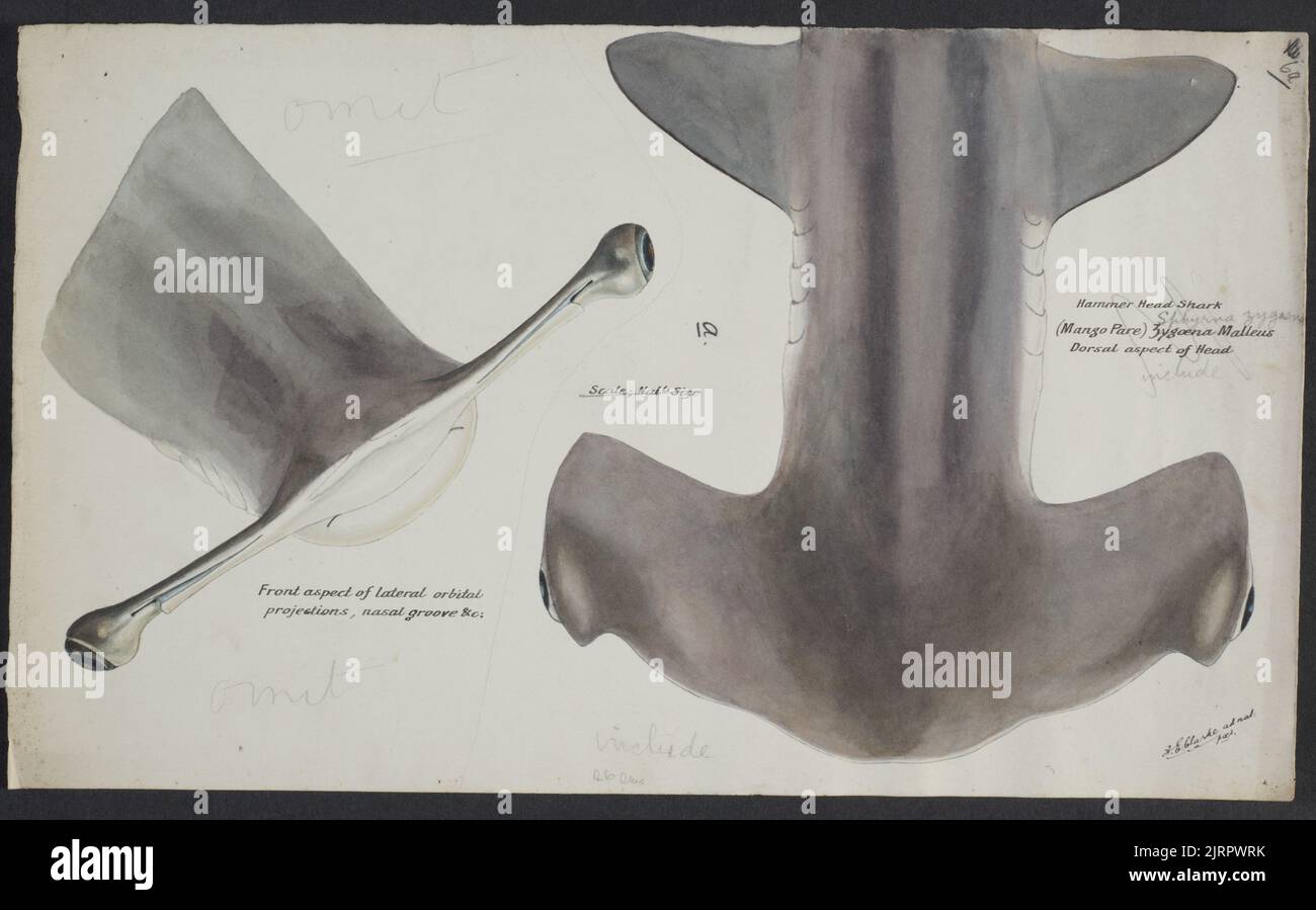 Sphyrna zygaena (NZ) Hammerhead shark, head dorsal aspect, 1898, by