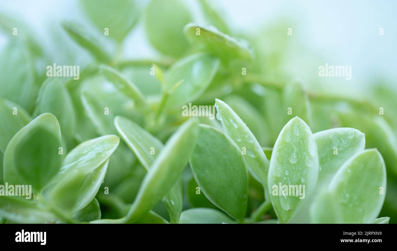 Nature of green leaves with waterdrops in the garden Stock Photo - Alamy