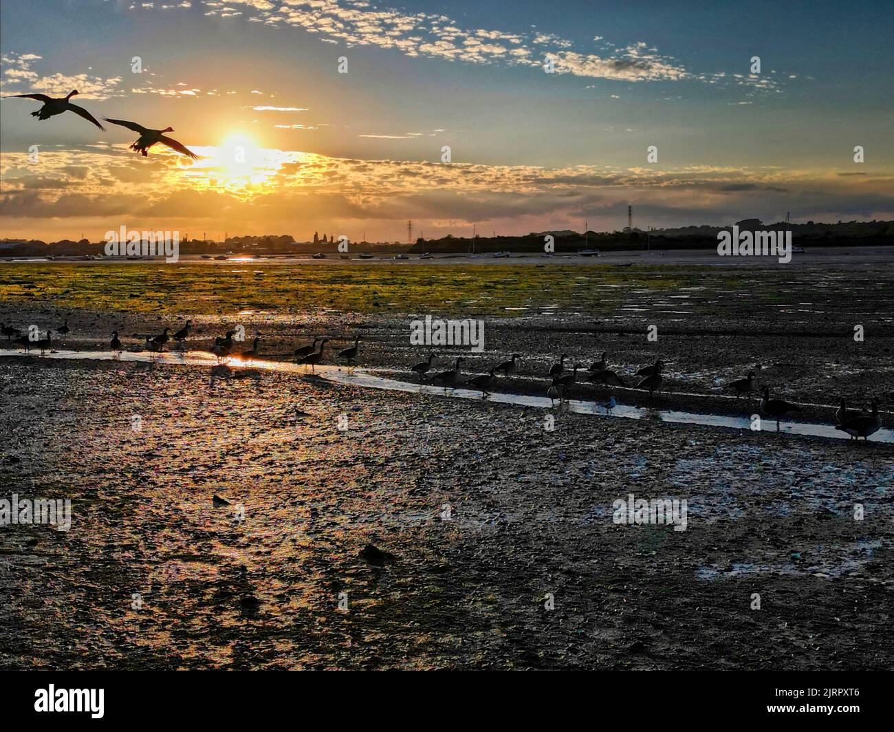 Geese landing at sunset Stock Photo