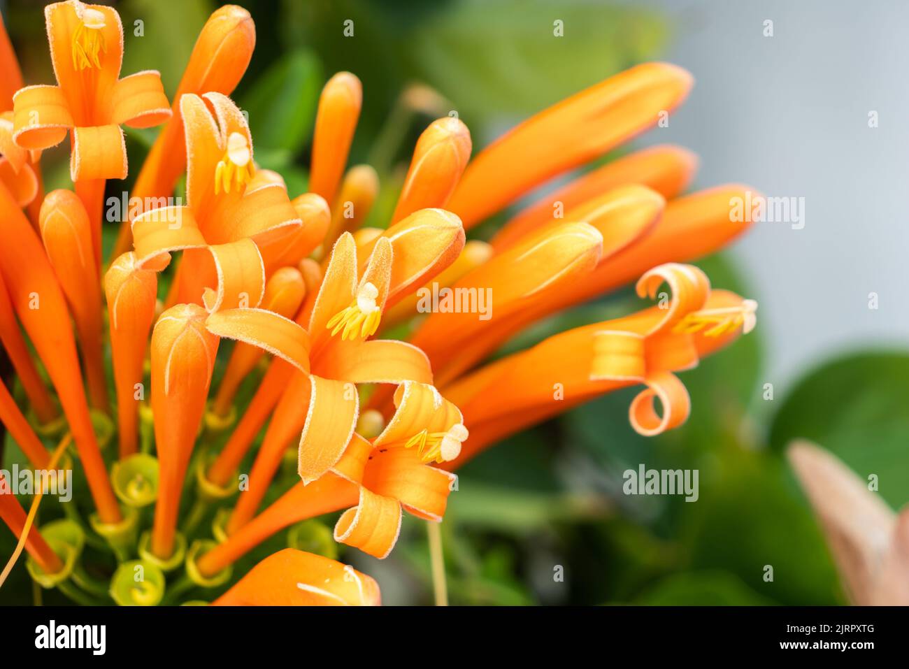 Close-up Fresh Orange trumpet, a beautiful Flame flower in the nature Stock Photo