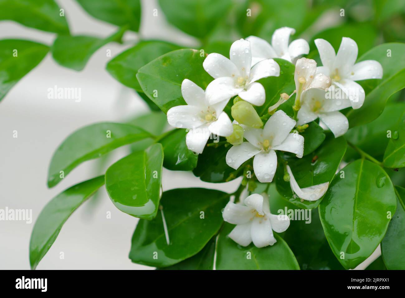 Orange jasmine flowers hi-res stock photography and images - Alamy