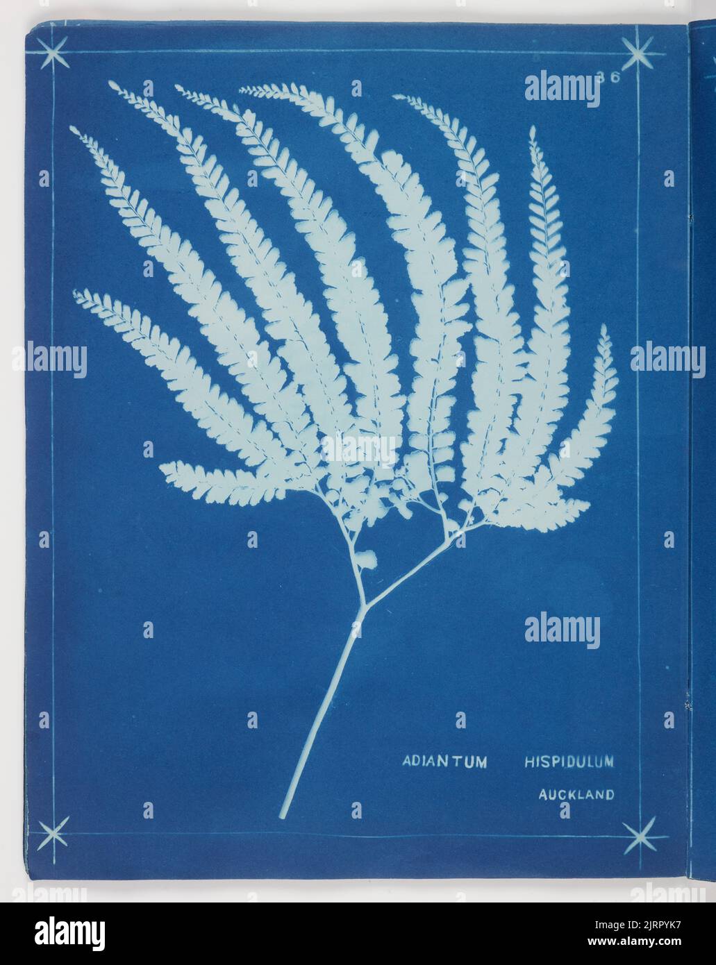 Adiantum Hispidulum. From the album: New Zealand ferns. 148 varieties, 1880, Auckland, by Herbert Dobbie. Stock Photo