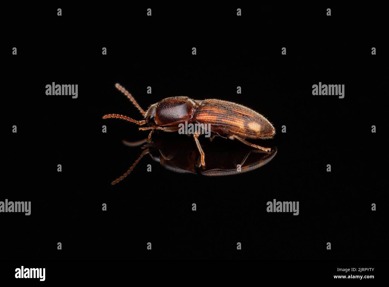 Click Beetle (Conoderus bellus) Stock Photo