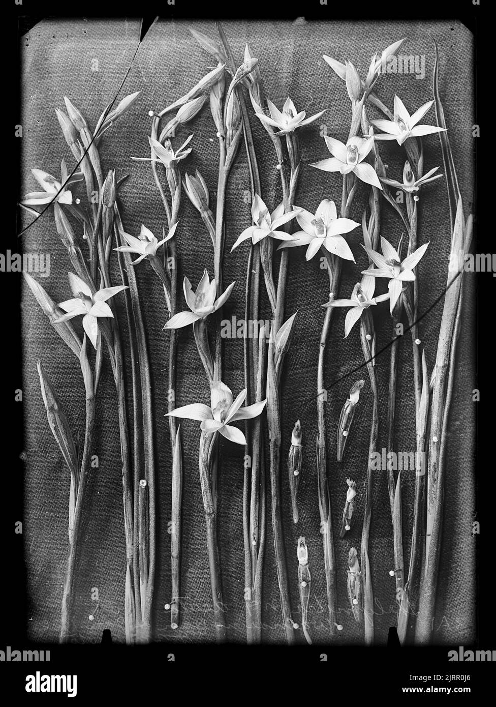 Thelymitra acuta (new species), 1917-1924, New Zealand, by Henry Matthews. Stock Photo