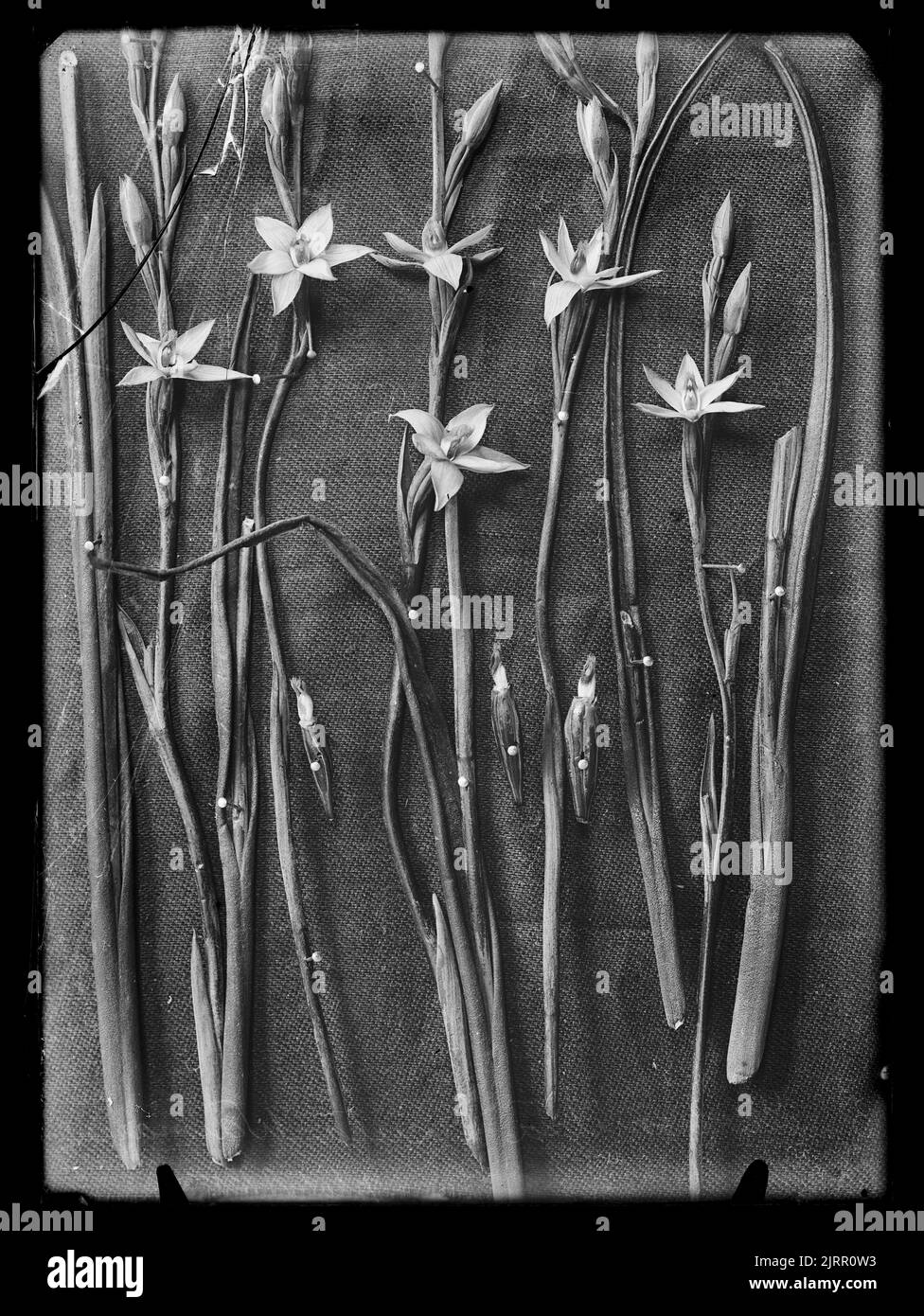 Thelymitra acuta, 1917-1924, New Zealand, by Henry Matthews. Stock Photo