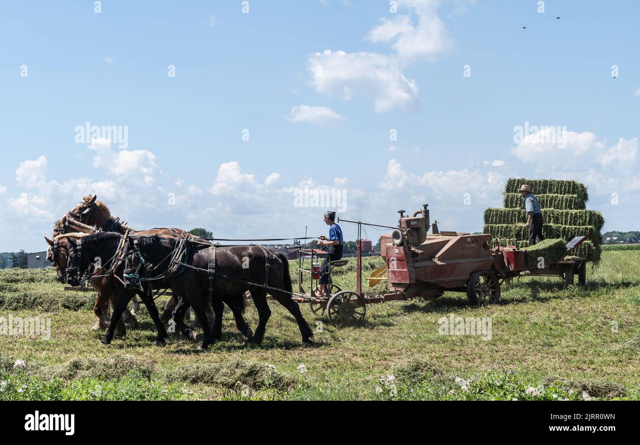 Strasburg, Pennsylvania-August 19, 2022: Amish women and man with horse drawn harvester gather hay bales in farm field in Lancaster County, Pennsylvan Stock Photo