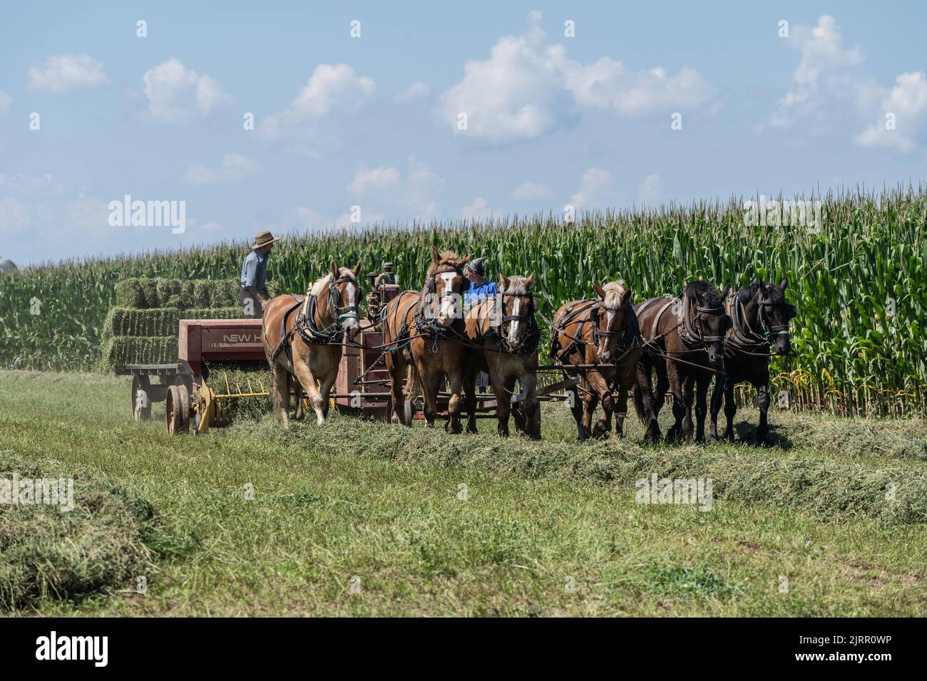 Strasburg, Pennsylvania-August 19, 2022: Amish women and man with horse drawn harvester gather hay bales in farm field Stock Photo