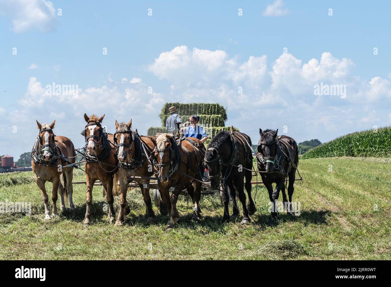 Strasburg, Pennsylvania-August 19, 2022: Amish women and man with horse drawn harvester gather hay bales in farm field Stock Photo