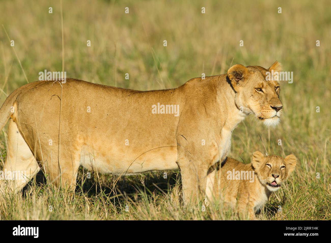 Lion (Panthera leo) Lioness and cub Stock Photo - Alamy