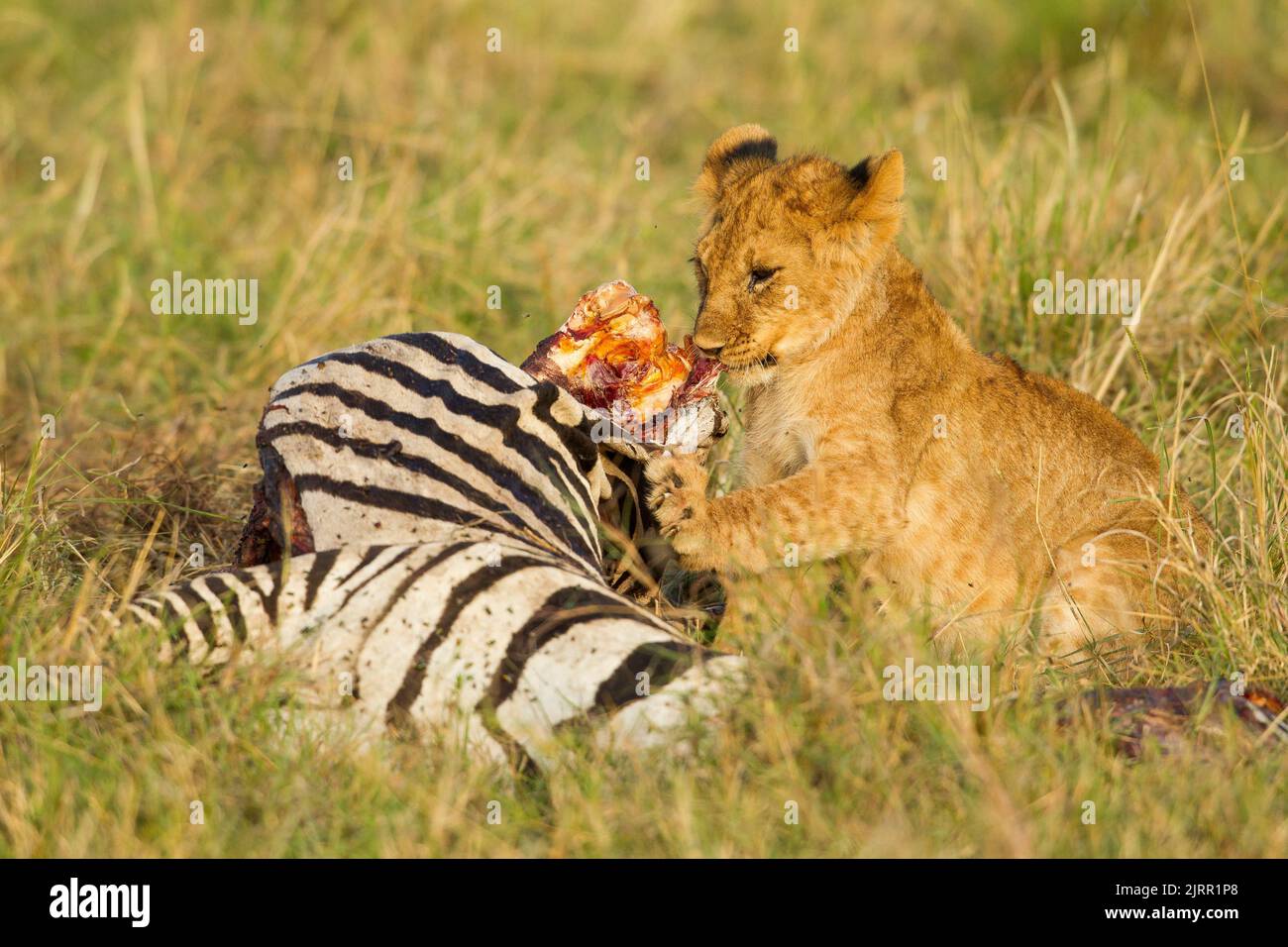 Lion (Panthera leo). Lion cubs on a zebra kill Stock Photo - Alamy